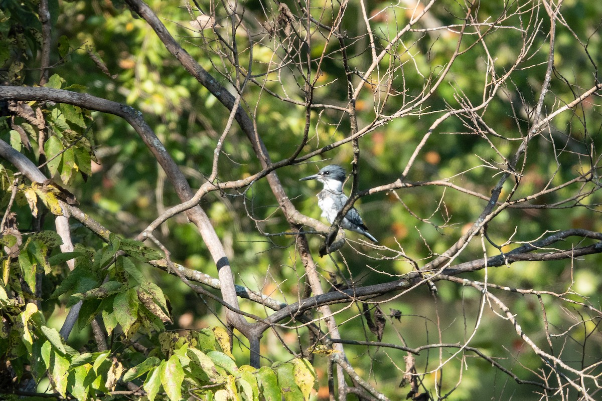 Belted Kingfisher - ML376268251