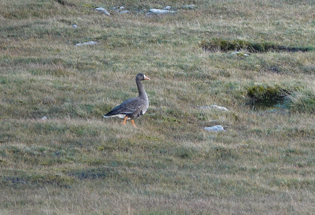 Greater White-fronted Goose (Greenland) - St Kilda NTS Team