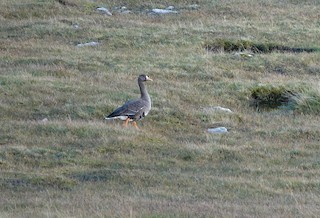 Greater White-fronted Goose (Greenland), ML376269641