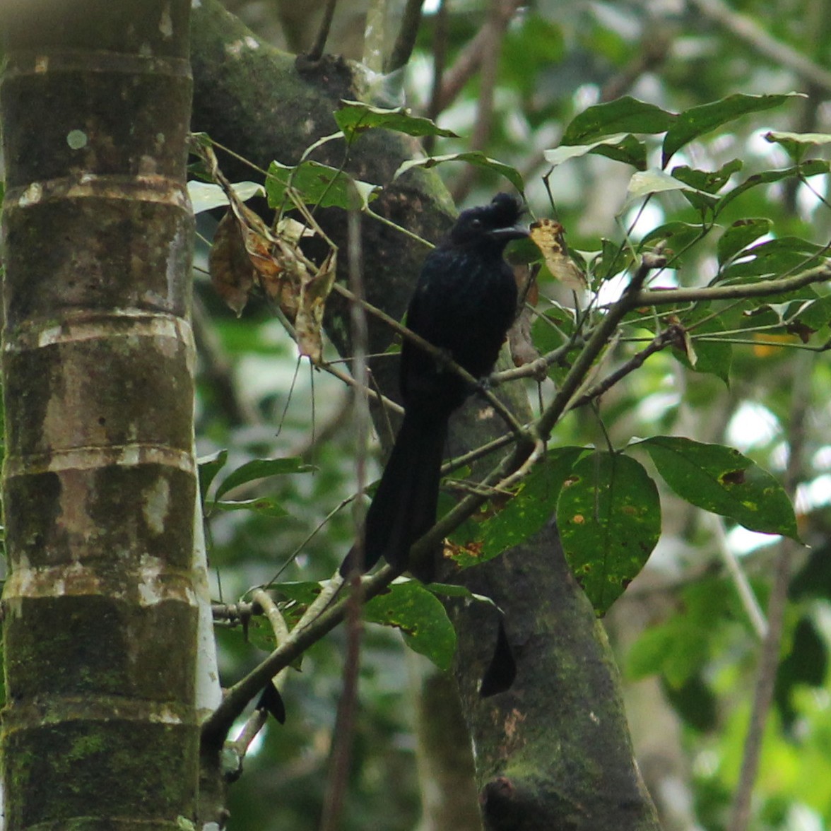 Greater Racket-tailed Drongo - ML376271371