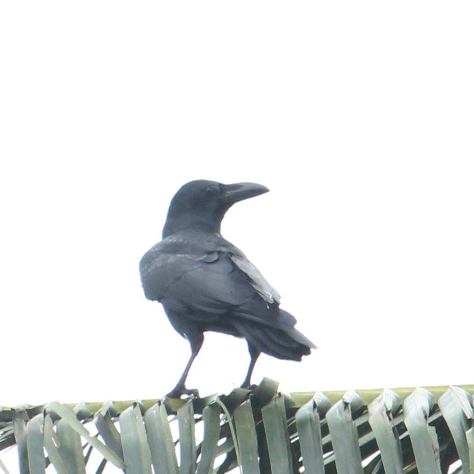 Large-billed Crow - ML376272281