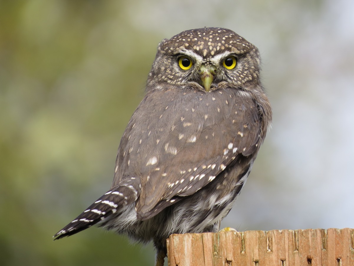 Northern Pygmy-Owl (Pacific) - Phil Wegener