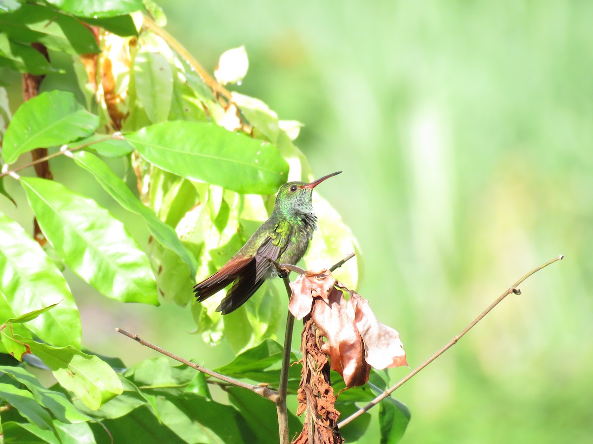 Rufous-tailed Hummingbird - ML37627321