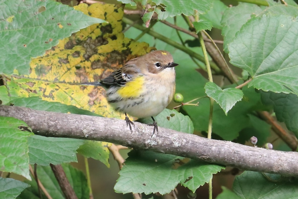 Yellow-rumped Warbler (Myrtle) - Suzanne O'Rourke