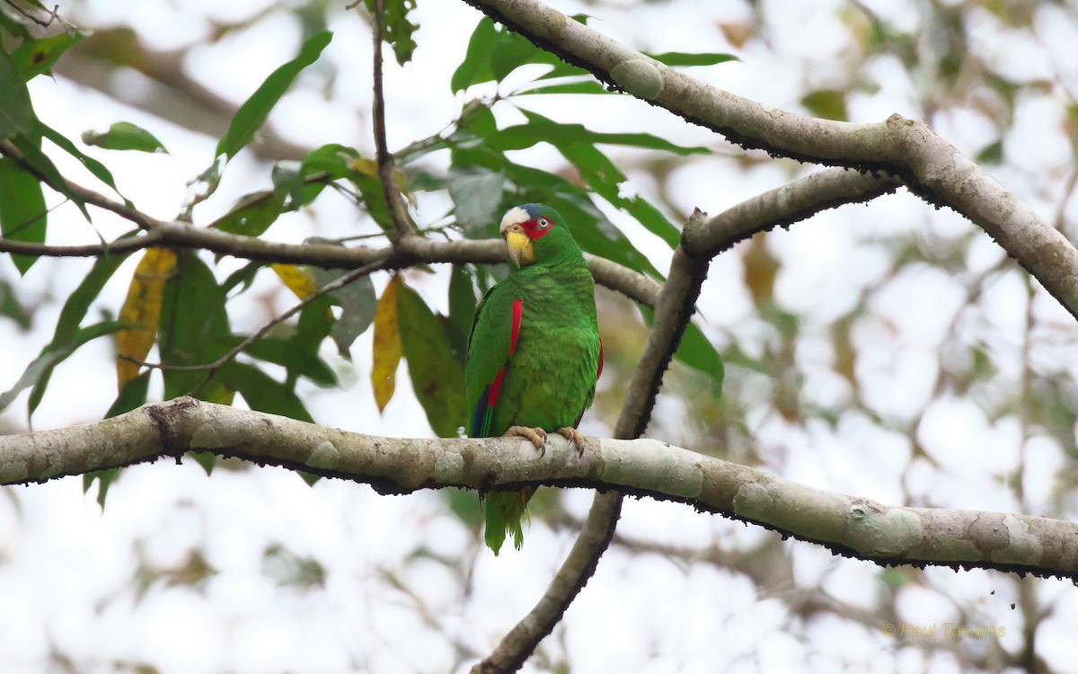 White-fronted Parrot - Paul Tavares