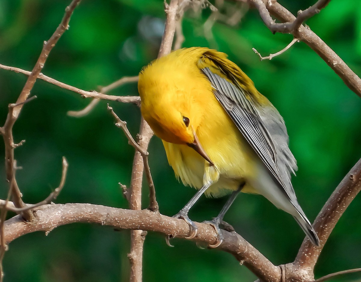 Prothonotary Warbler - ML376287431