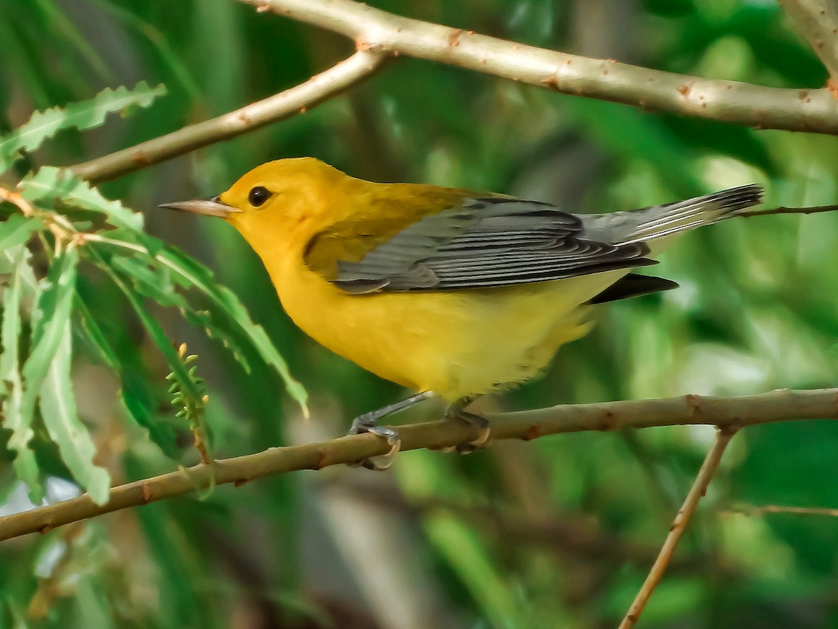 Prothonotary Warbler - ML376287481