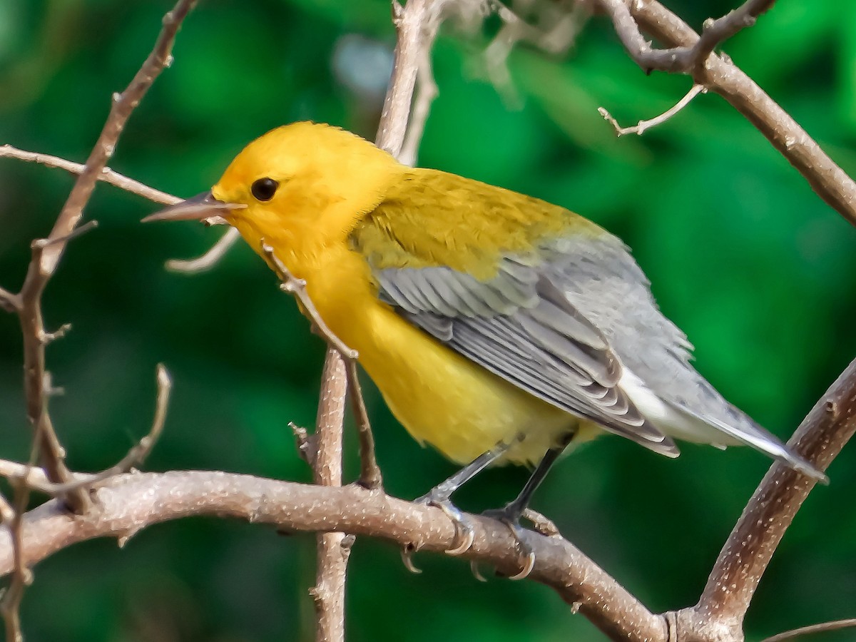 Prothonotary Warbler - ML376287541