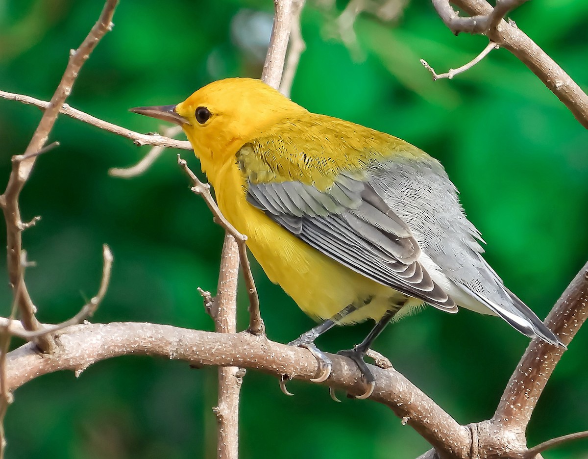 Prothonotary Warbler - ML376287581