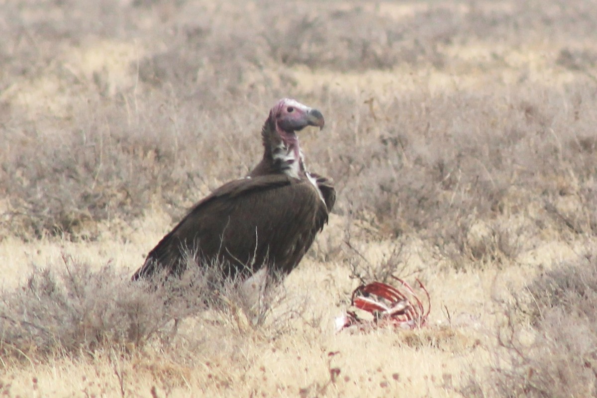 Lappet-faced Vulture - ML37628831