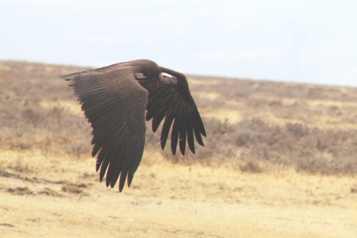 Lappet-faced Vulture - ML37628851
