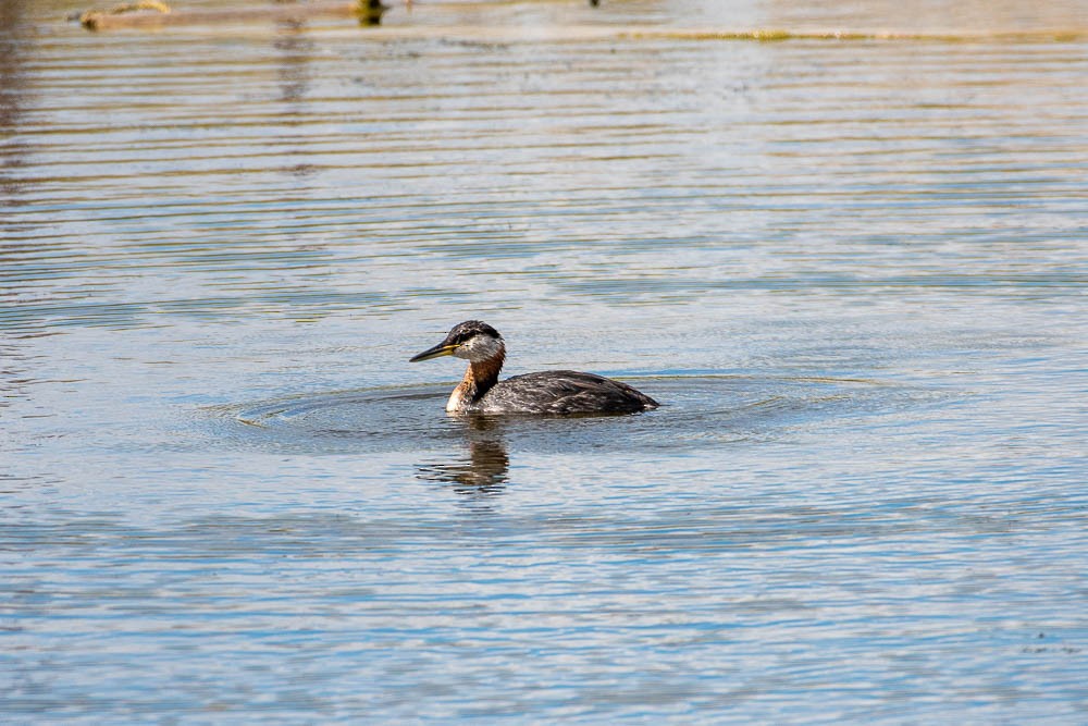Red-necked Grebe - ML376295301