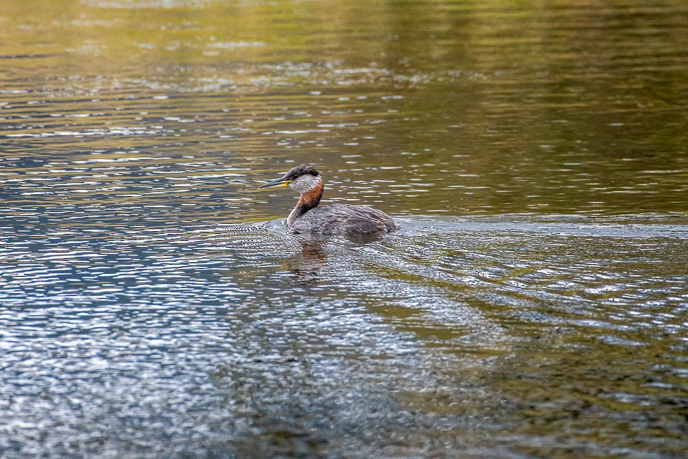 Red-necked Grebe - ML376295321