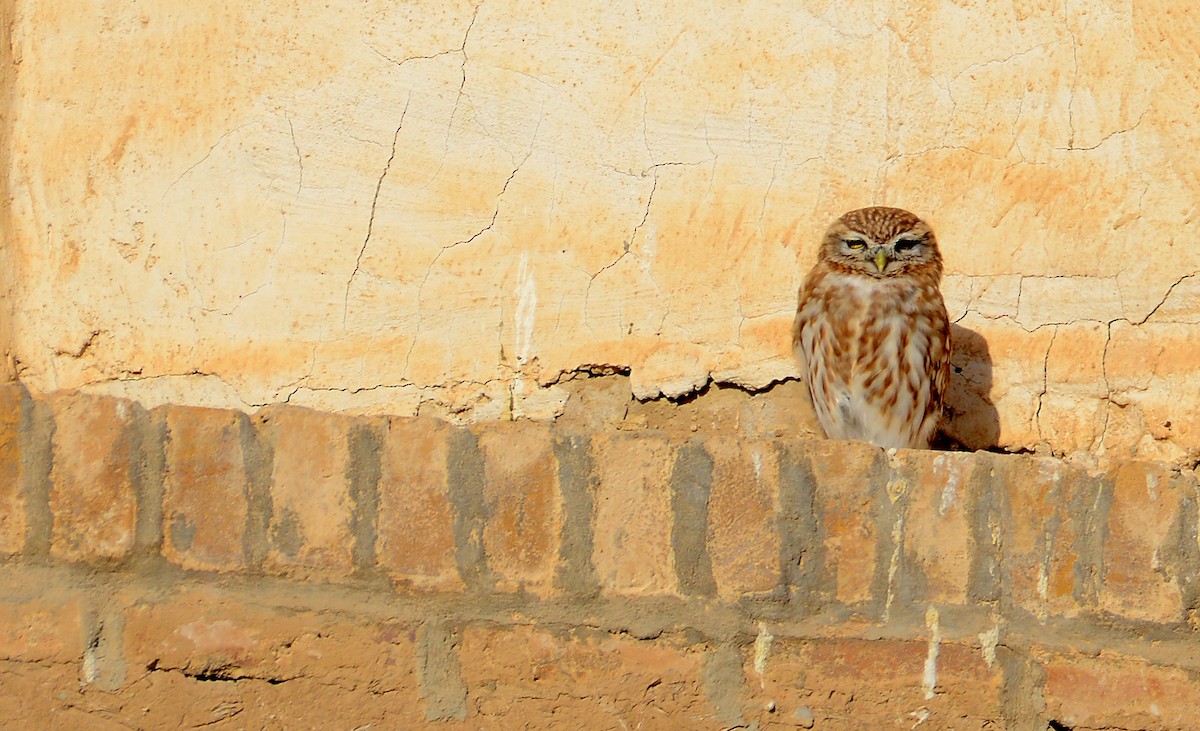 Little Owl - ali hajiabadi