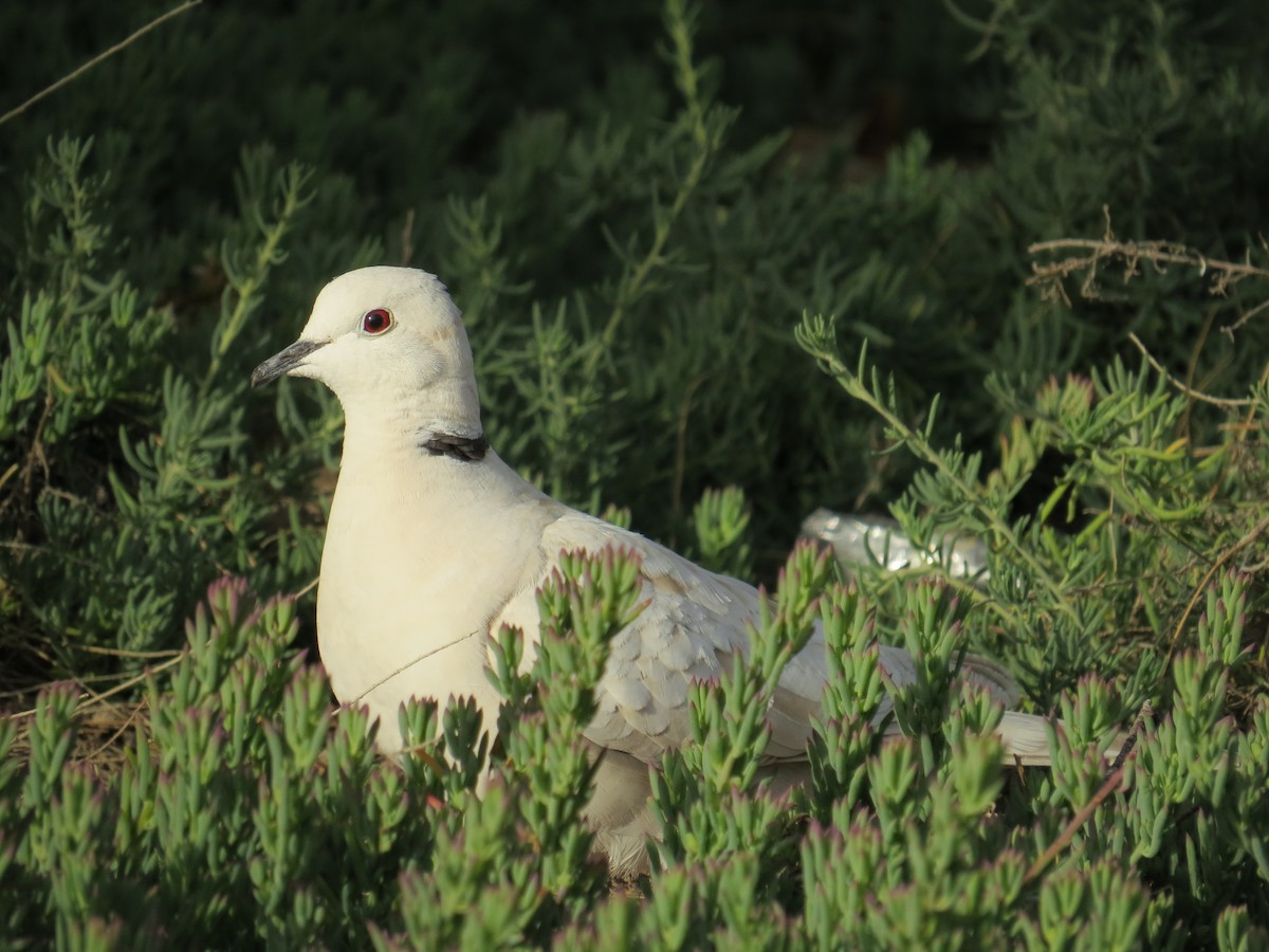 ML37630071 African CollaredDove (Domestic type or Ringed TurtleDove