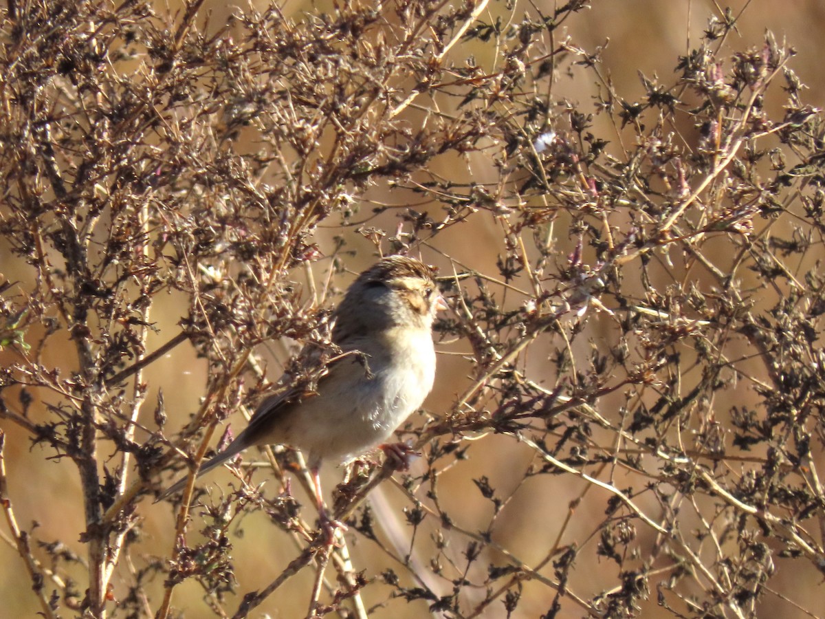 Clay-colored Sparrow - ML376302621