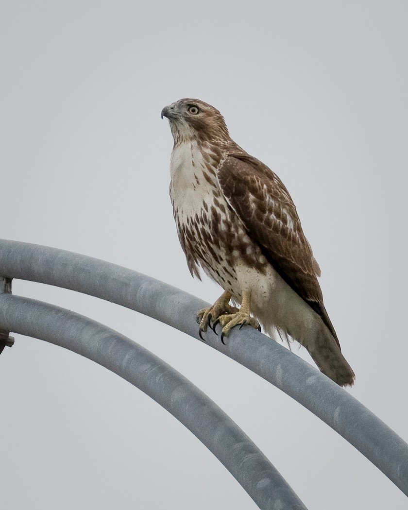 Red-tailed Hawk - ML376305721