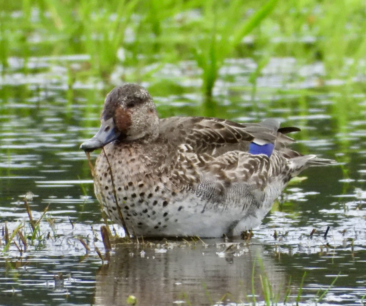 Green-winged Teal - ML376306381