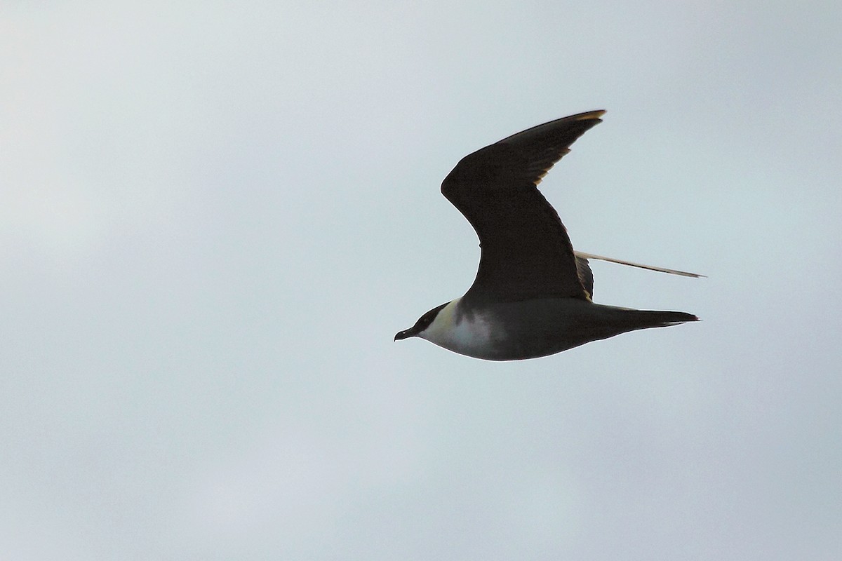 Long-tailed Jaeger - António Gonçalves