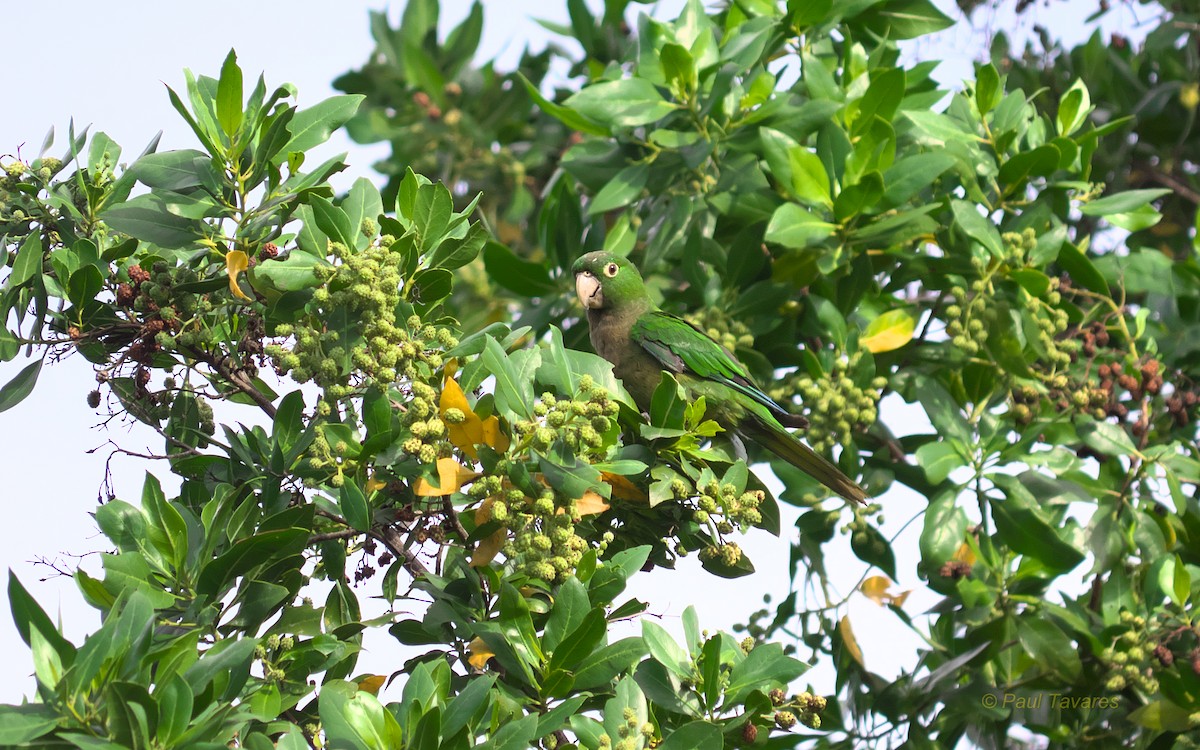 Olive-throated Parakeet - ML37632271