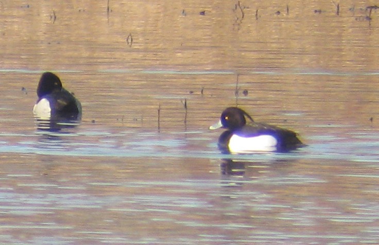 Tufted Duck - ML37632541