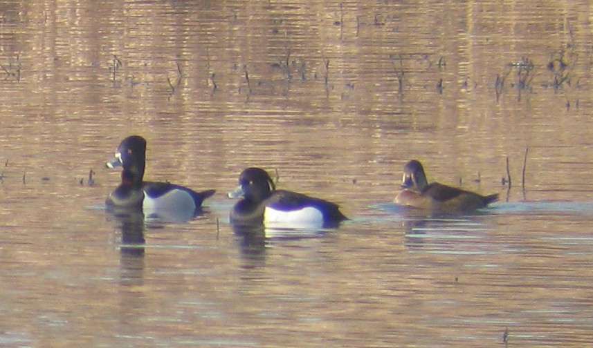 Tufted Duck - ML37632561