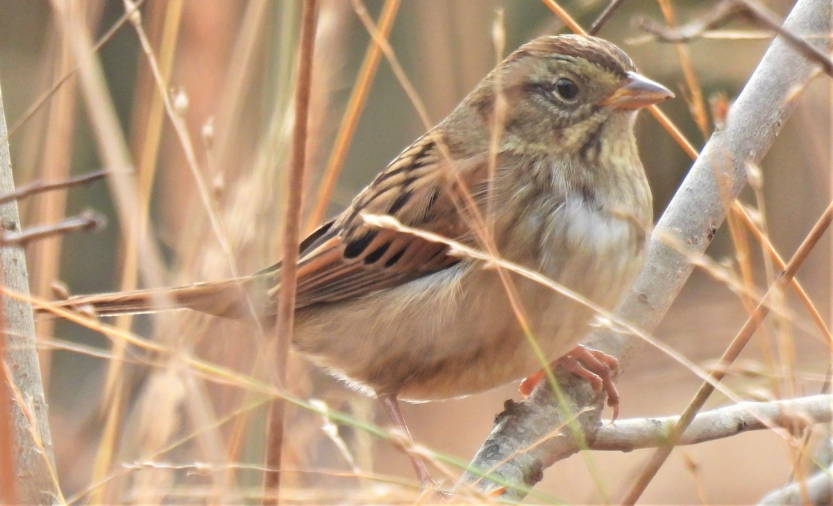 Swamp Sparrow - Carol Baird Molander