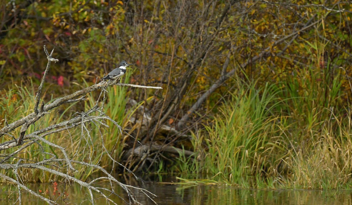 Belted Kingfisher - ML376340021