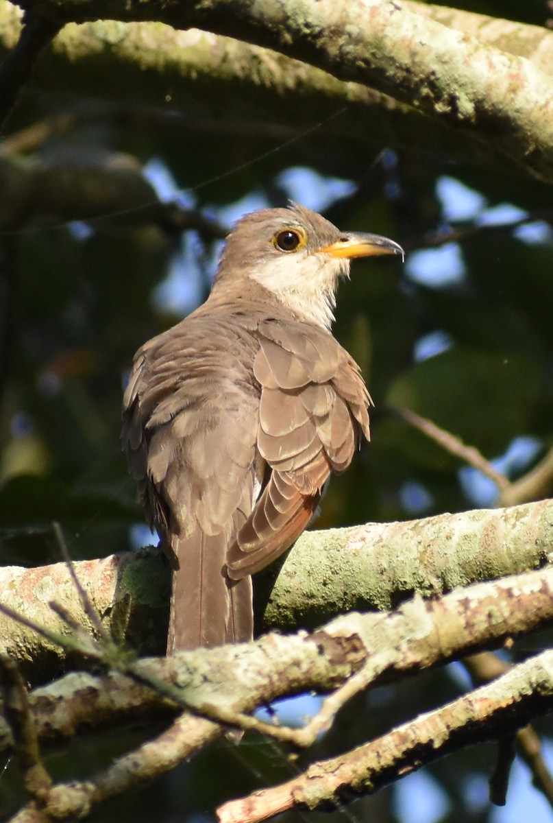 Yellow-billed Cuckoo - Claire H