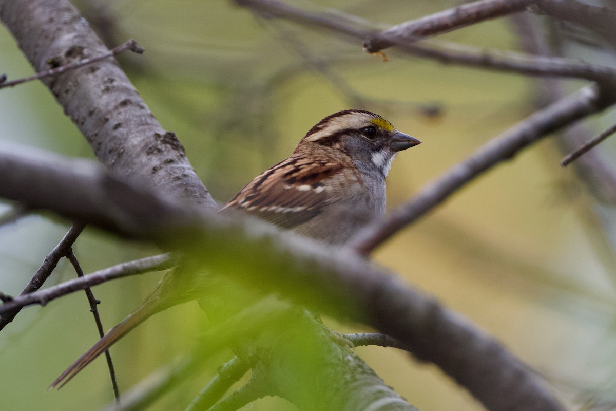 White-throated Sparrow - Myron Peterson