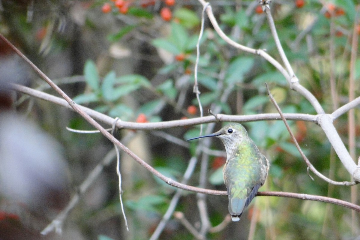 Broad-tailed Hummingbird - Mark W11 Kulstad