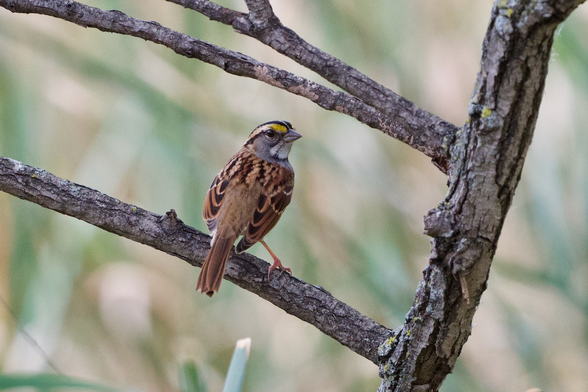 White-throated Sparrow - ML376352751