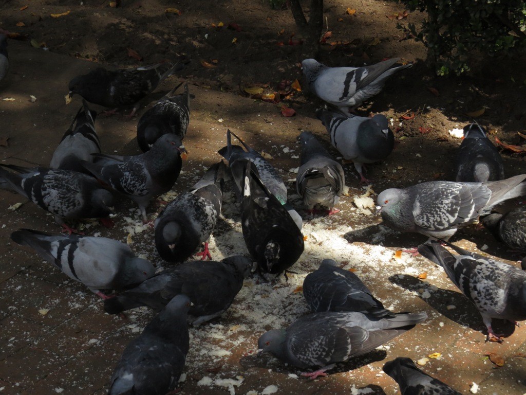 Rock Pigeon (Feral Pigeon) - Brian Ahern