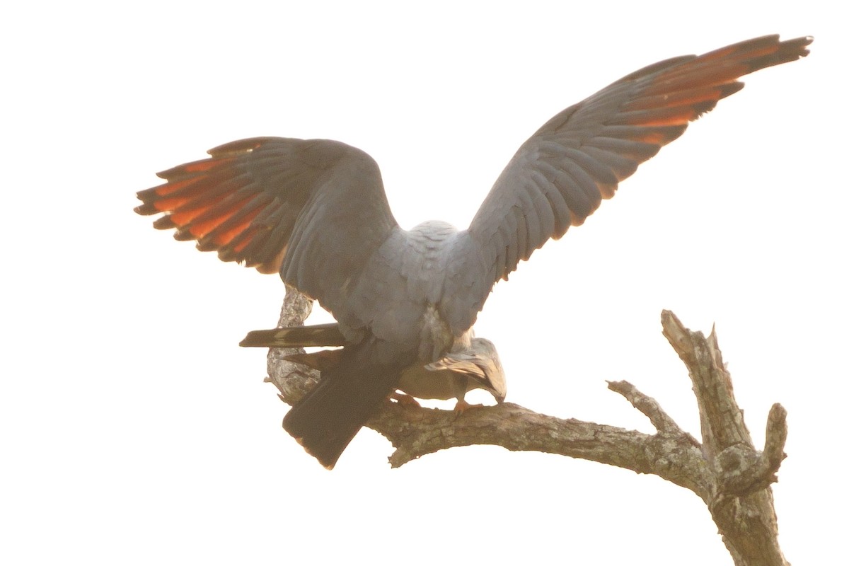 Plumbeous Kite - Alberto Esquivel Wildlife PY