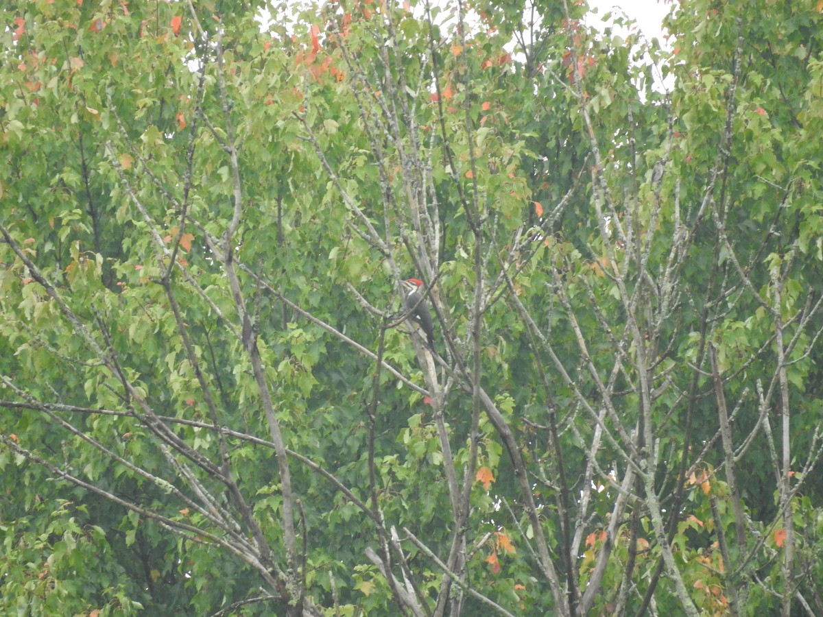 Pileated Woodpecker - ML376361421