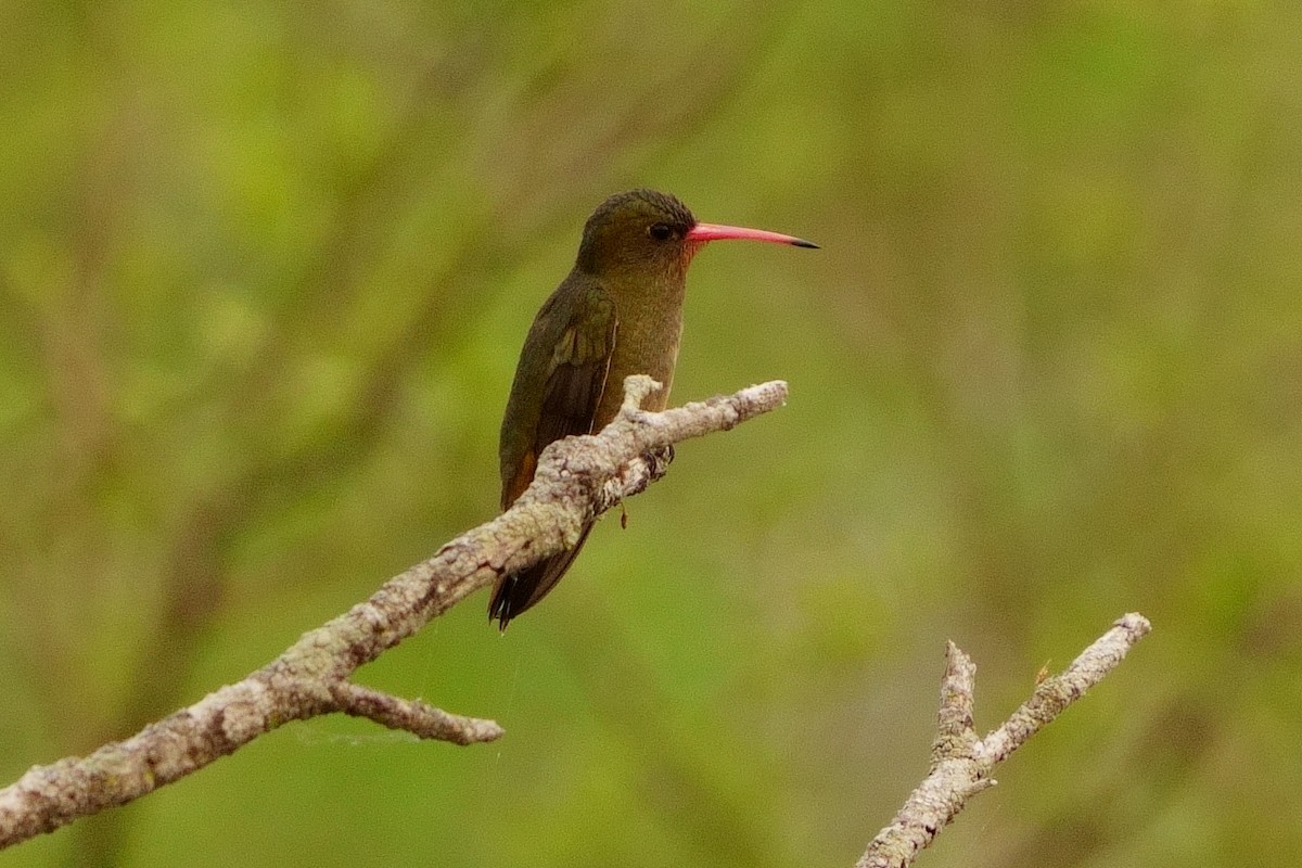 kolibřík lesklobřichý - ML376363761