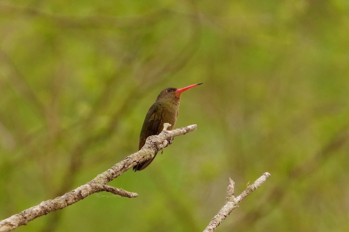 kolibřík lesklobřichý - ML376363781
