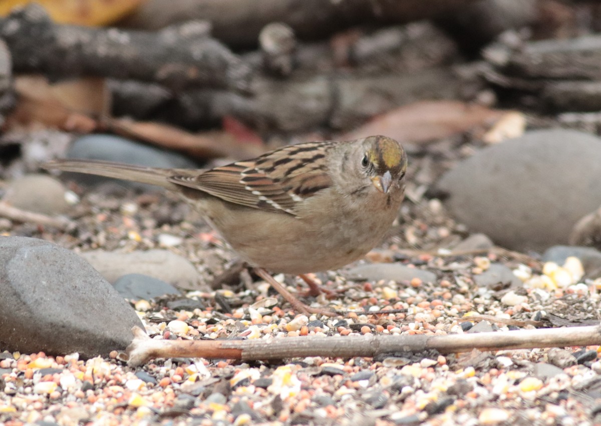 Golden-crowned Sparrow - Scott Ray