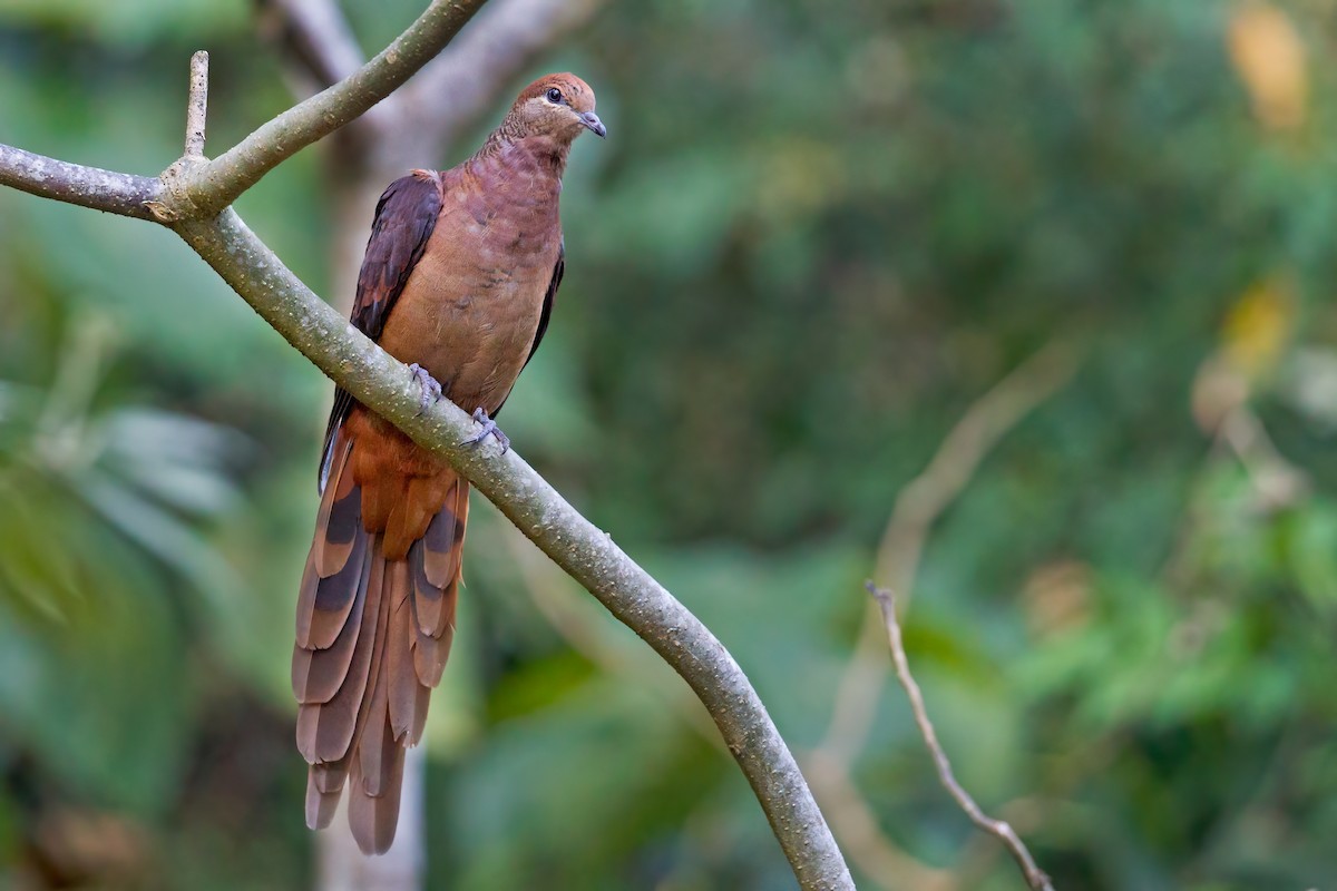 Brown Cuckoo-Dove - ML376371331