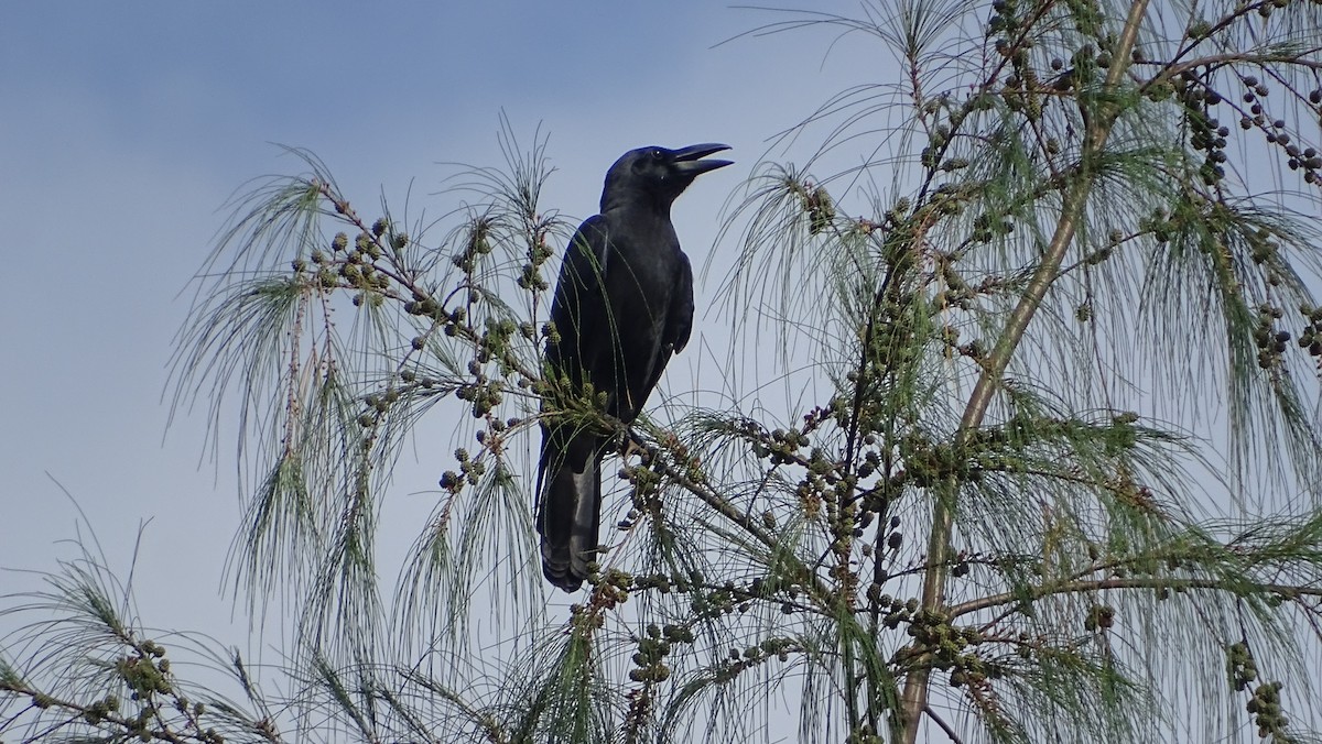Large-billed Crow - Kim Cancino