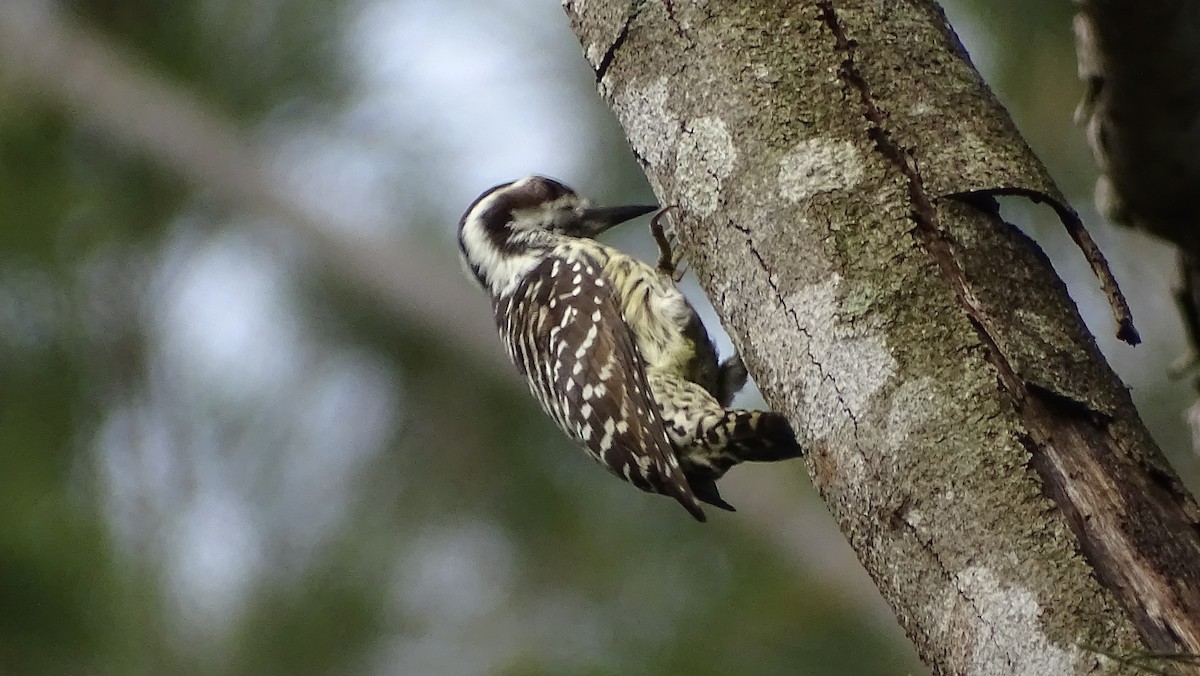 Philippine Pygmy Woodpecker - ML376372061