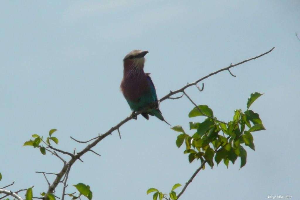 Lilac-breasted Roller - Justyn Stahl