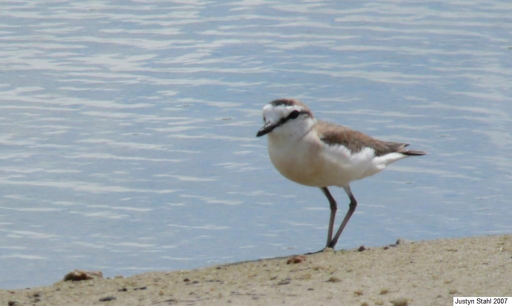 White-fronted Plover - Justyn Stahl