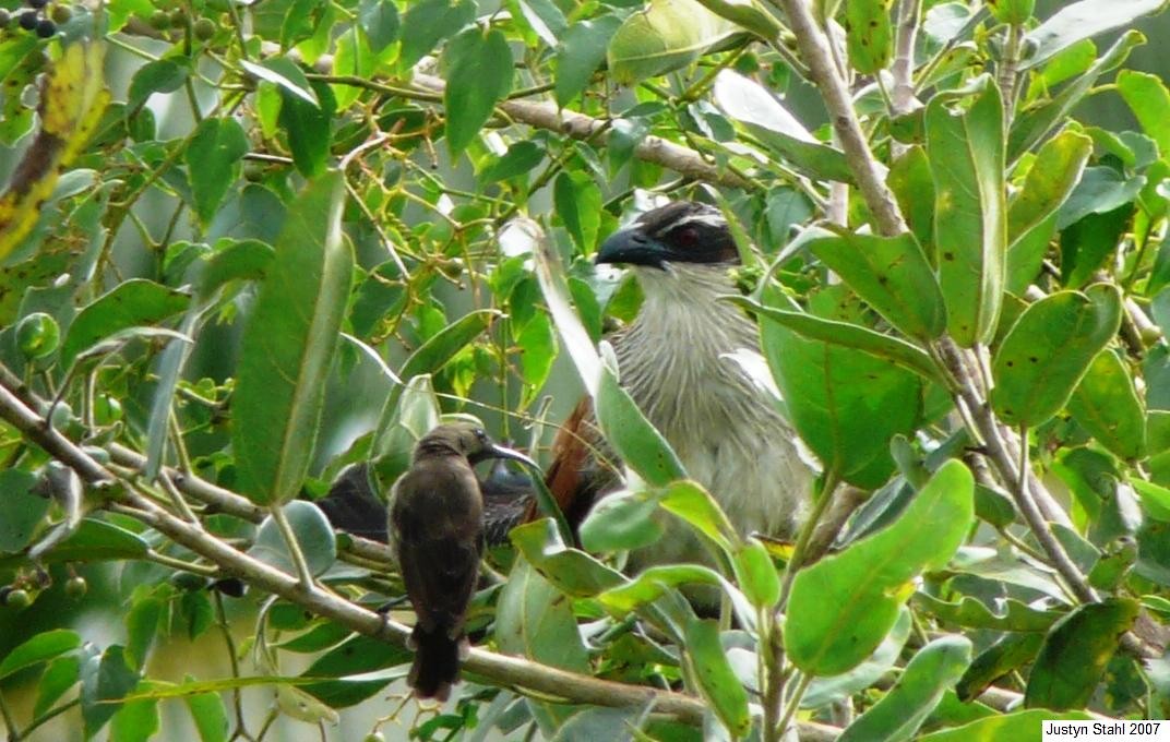 White-browed Coucal - ML37638221