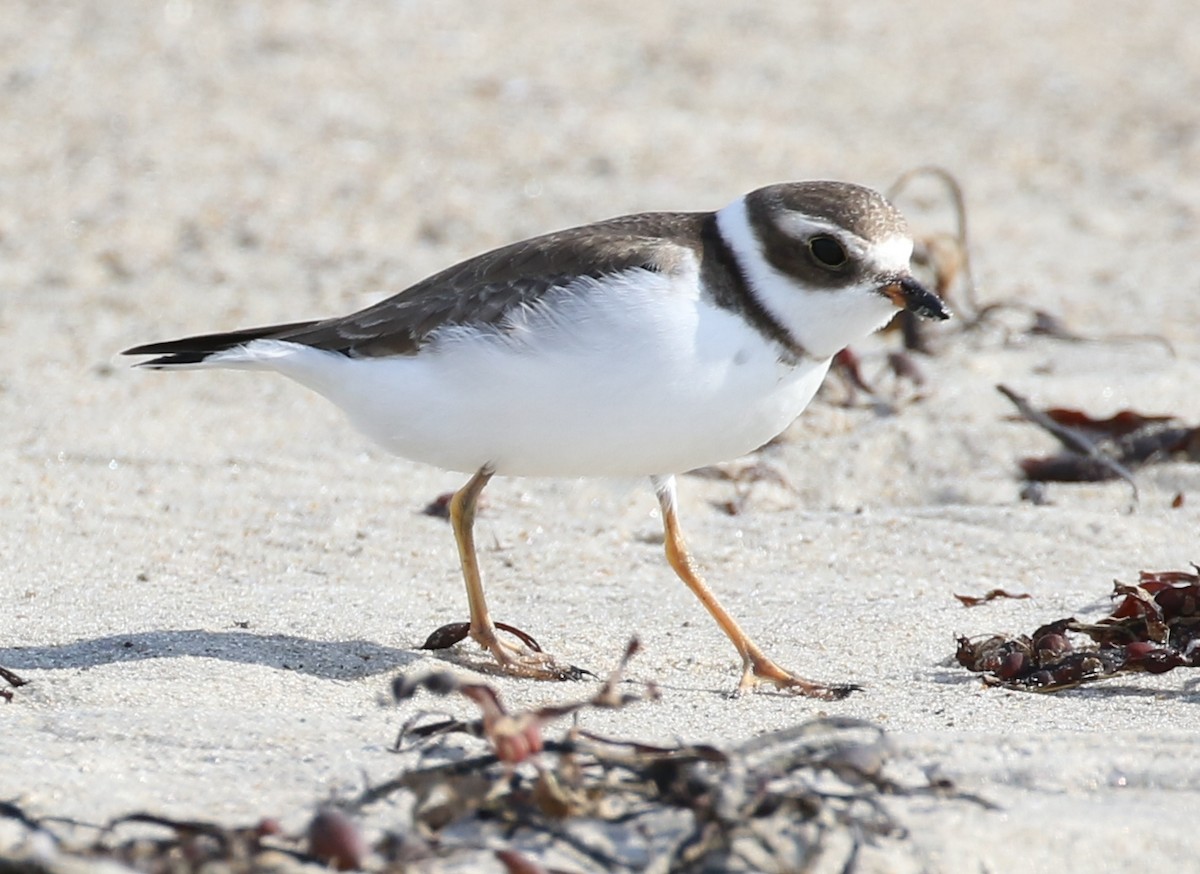 Semipalmated Plover - ML37638751