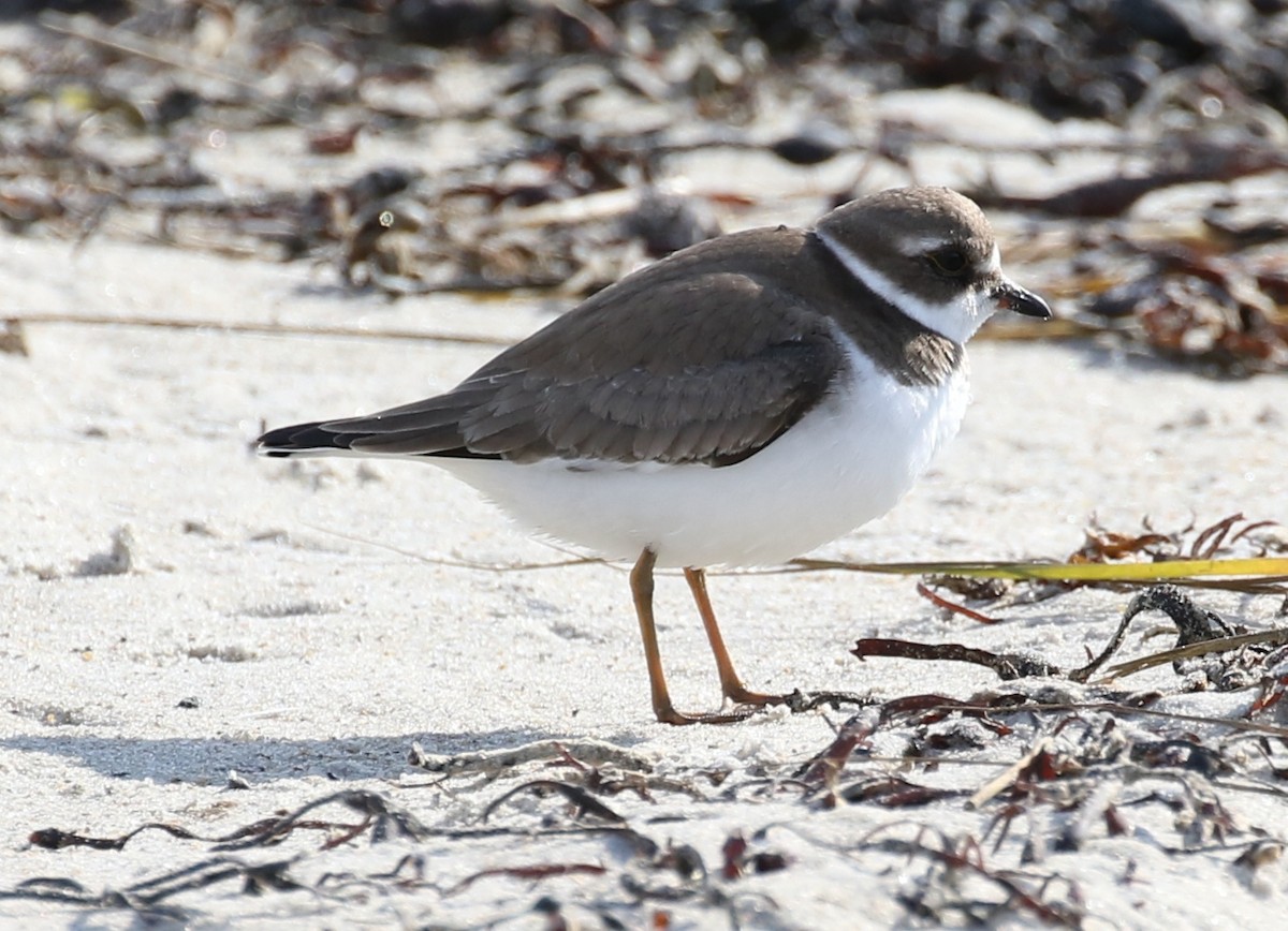 Semipalmated Plover - ML37638791