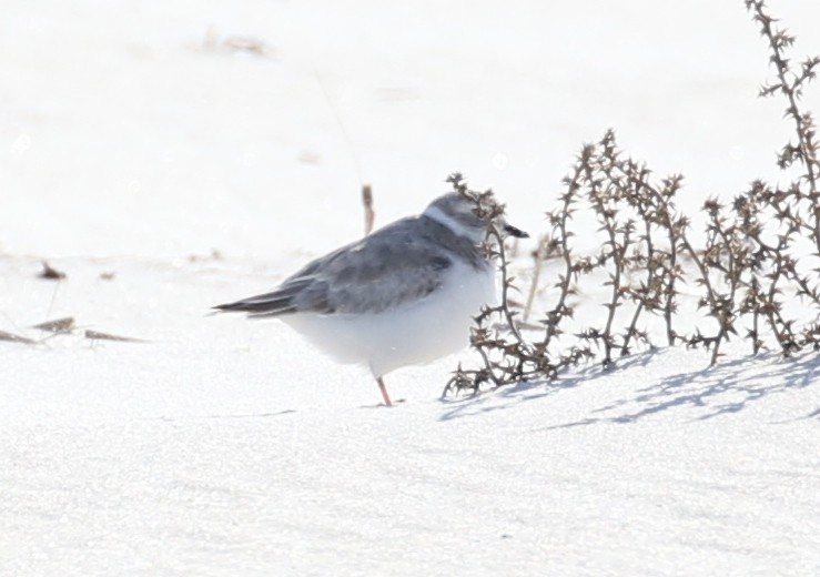 Piping Plover - ML37638931