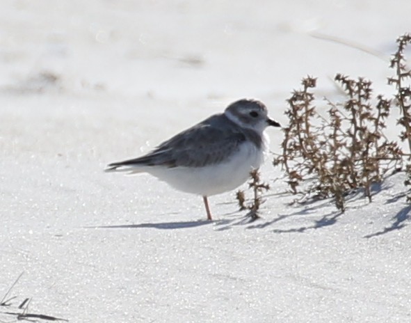 Piping Plover - ML37638951