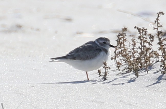 Piping Plover - ML37639011