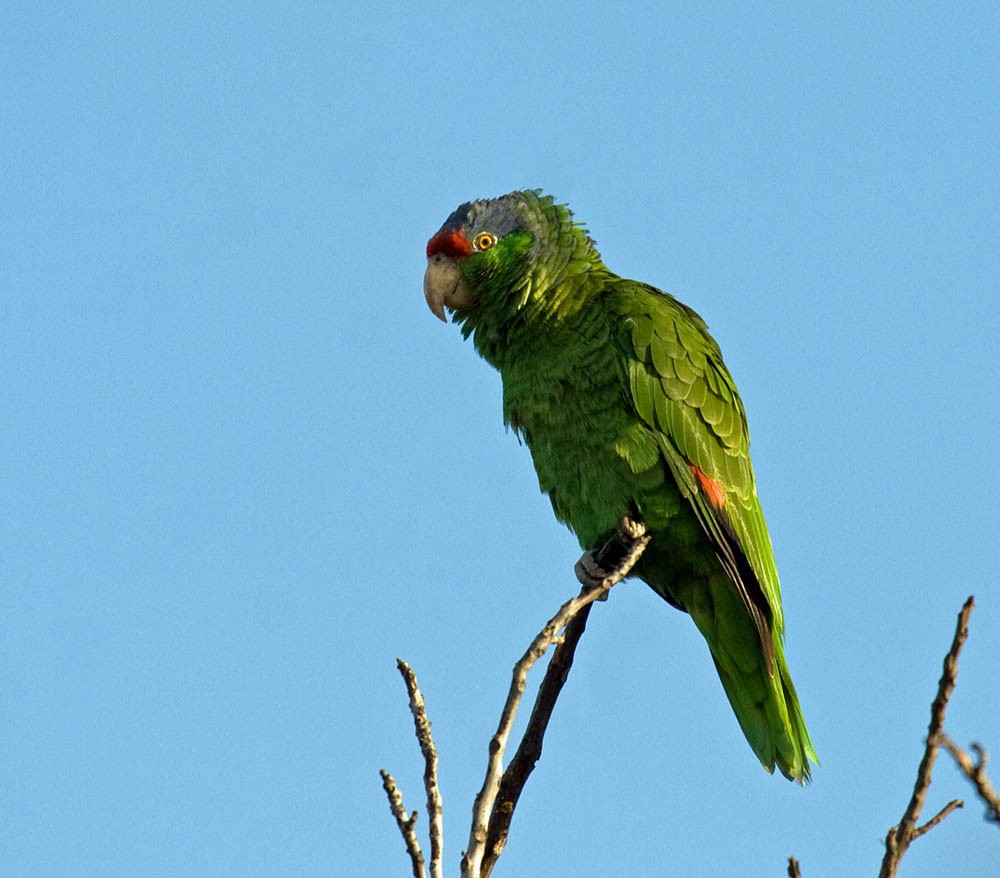 Red-crowned Parrot - ML37639151